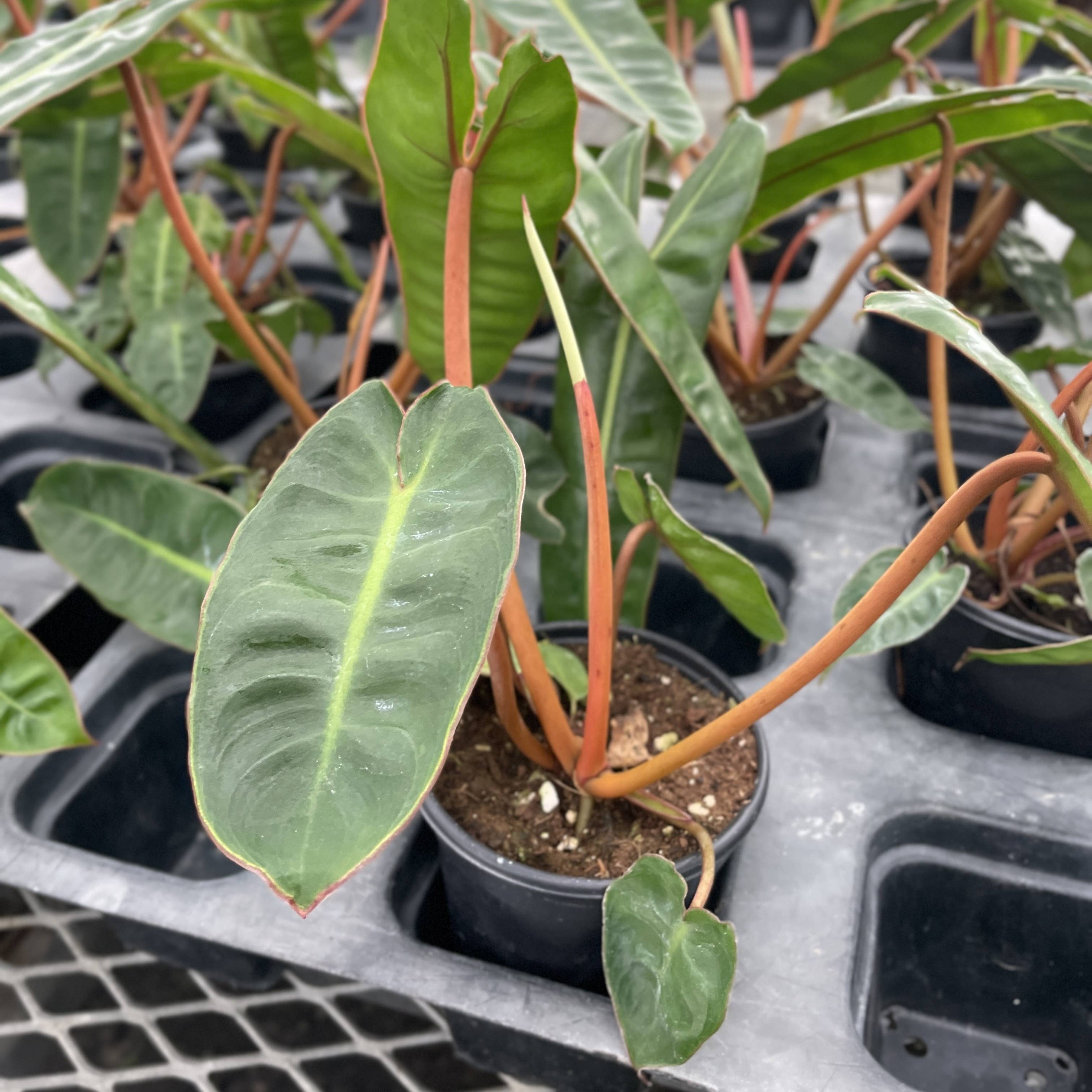 Philodendron Billietiae 4"