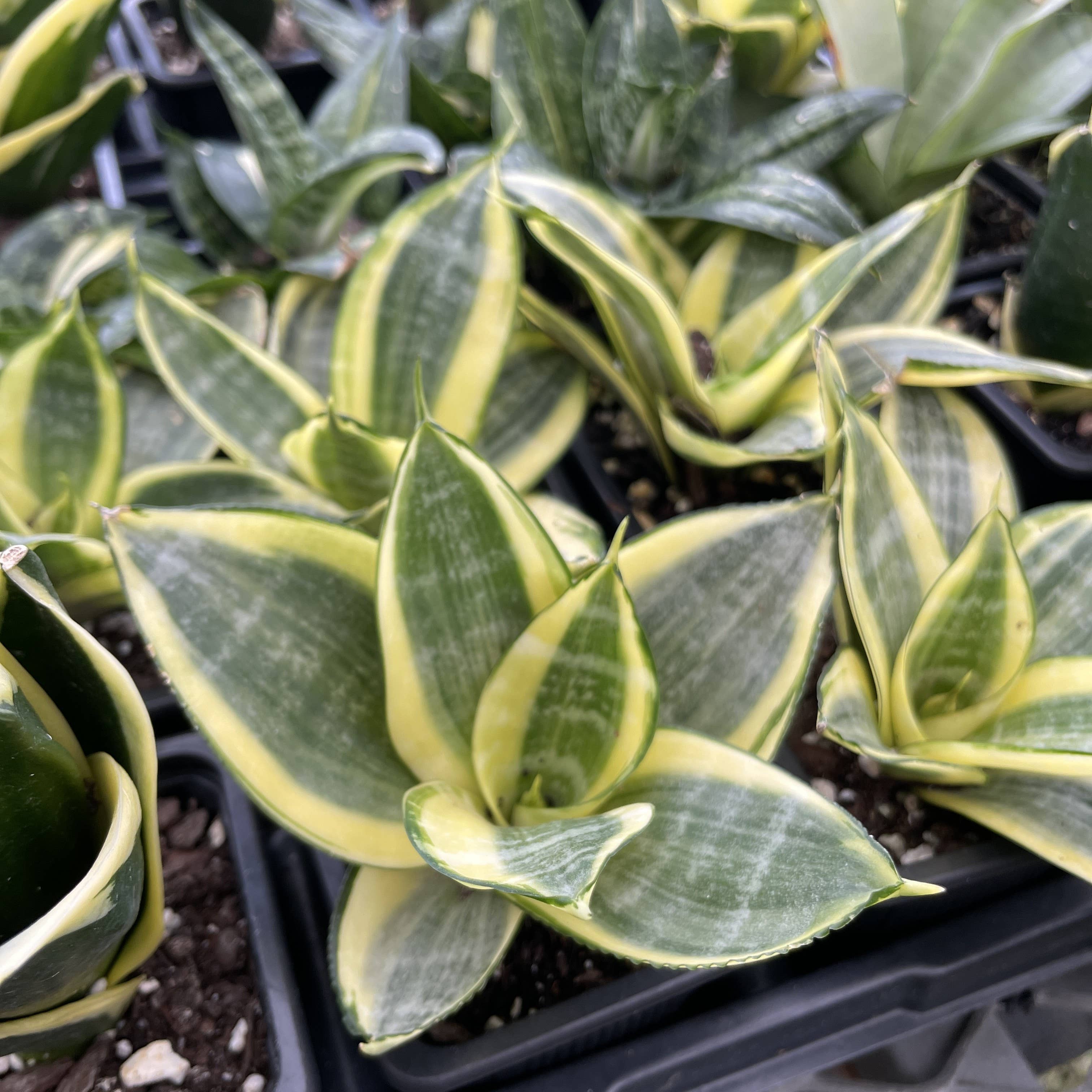 Bird's Nest Snake Plant 3"