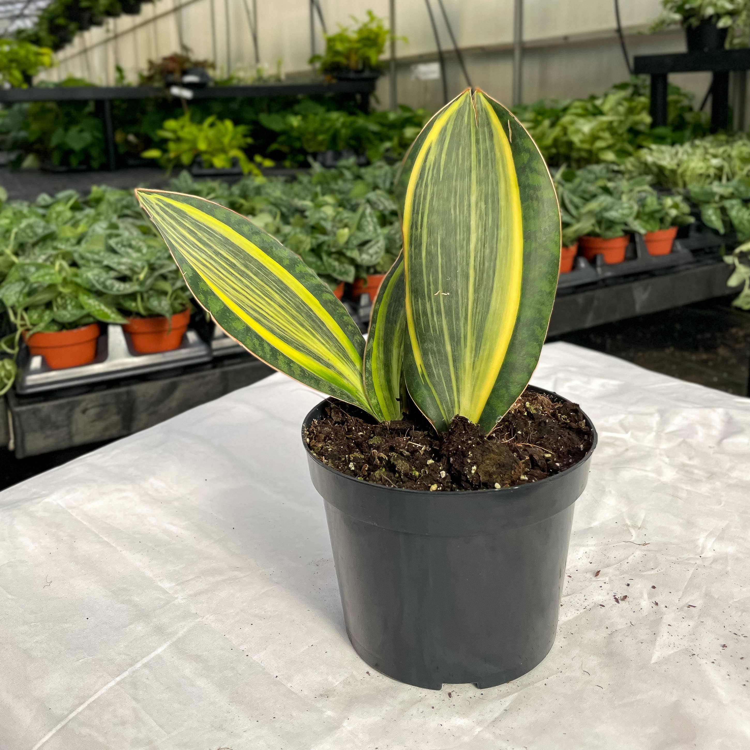 Var Whale Fin Snake Plant