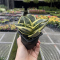 Bird's Nest Snake Plant 3"