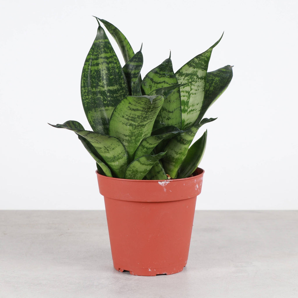 Bird's Nest Snake Plant 3"