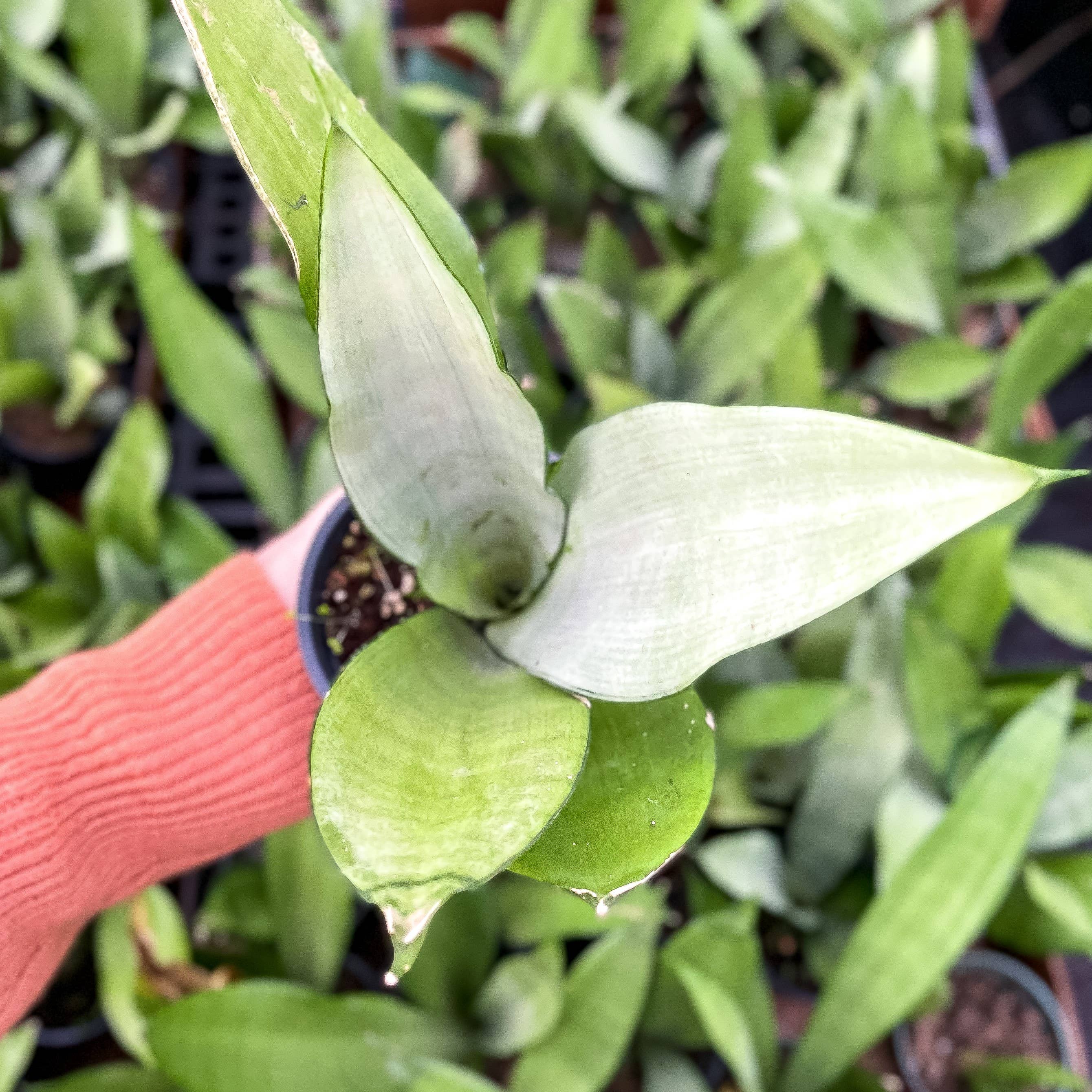 Moonshine Snake Plant 4"