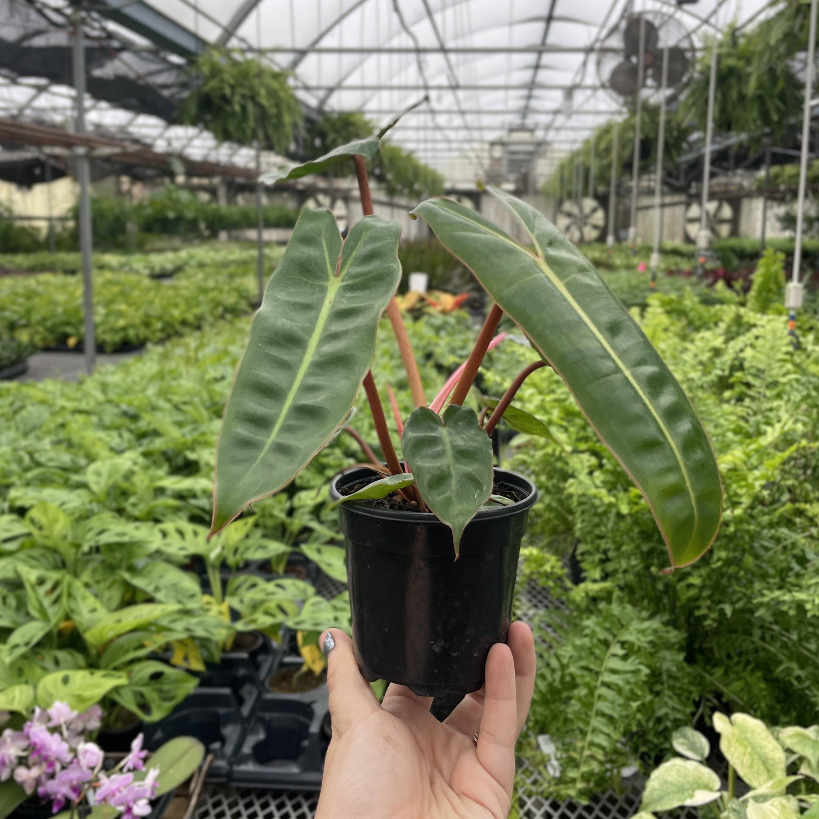 Philodendron Billietiae 4"