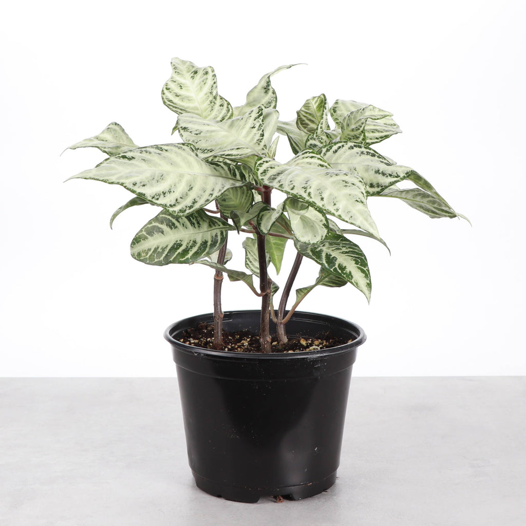 Snow White Zebra Plant 4"