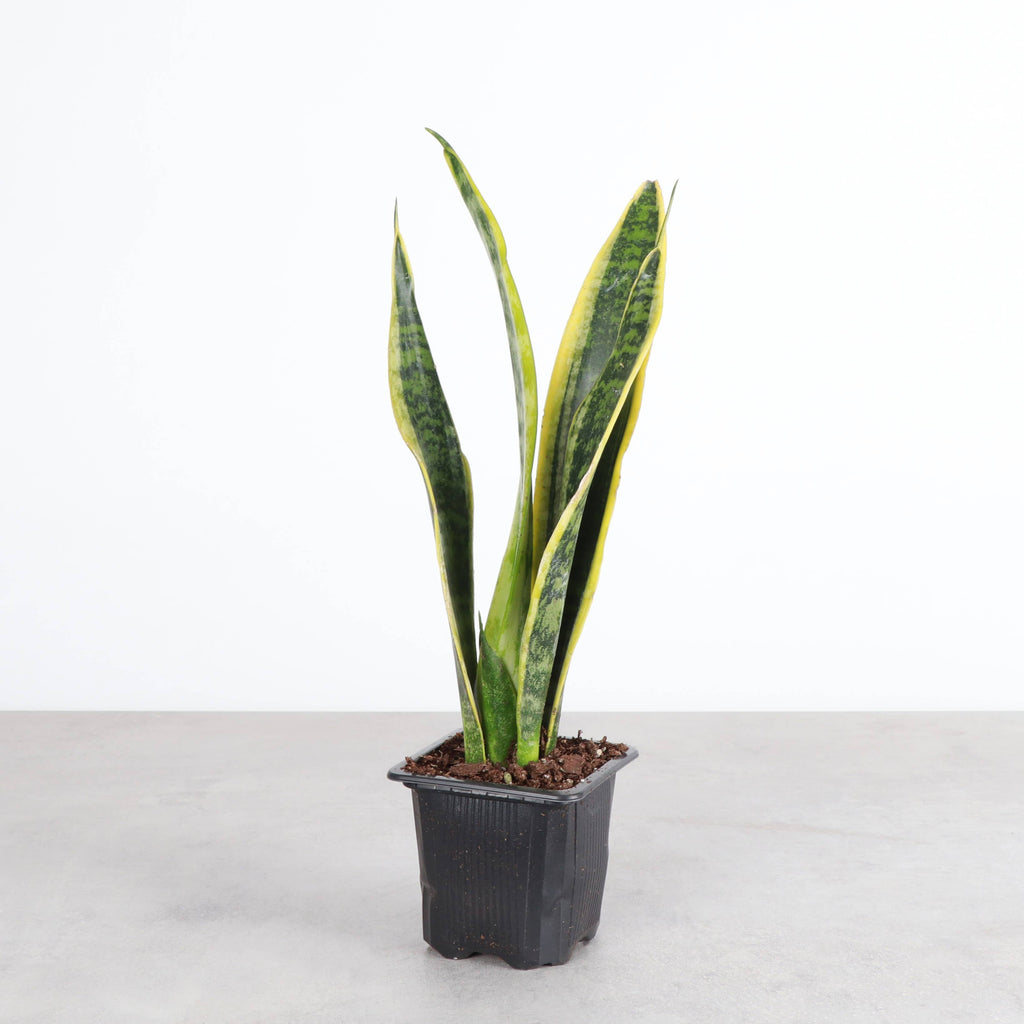 Snake 'Laurentii', Variegated 4"