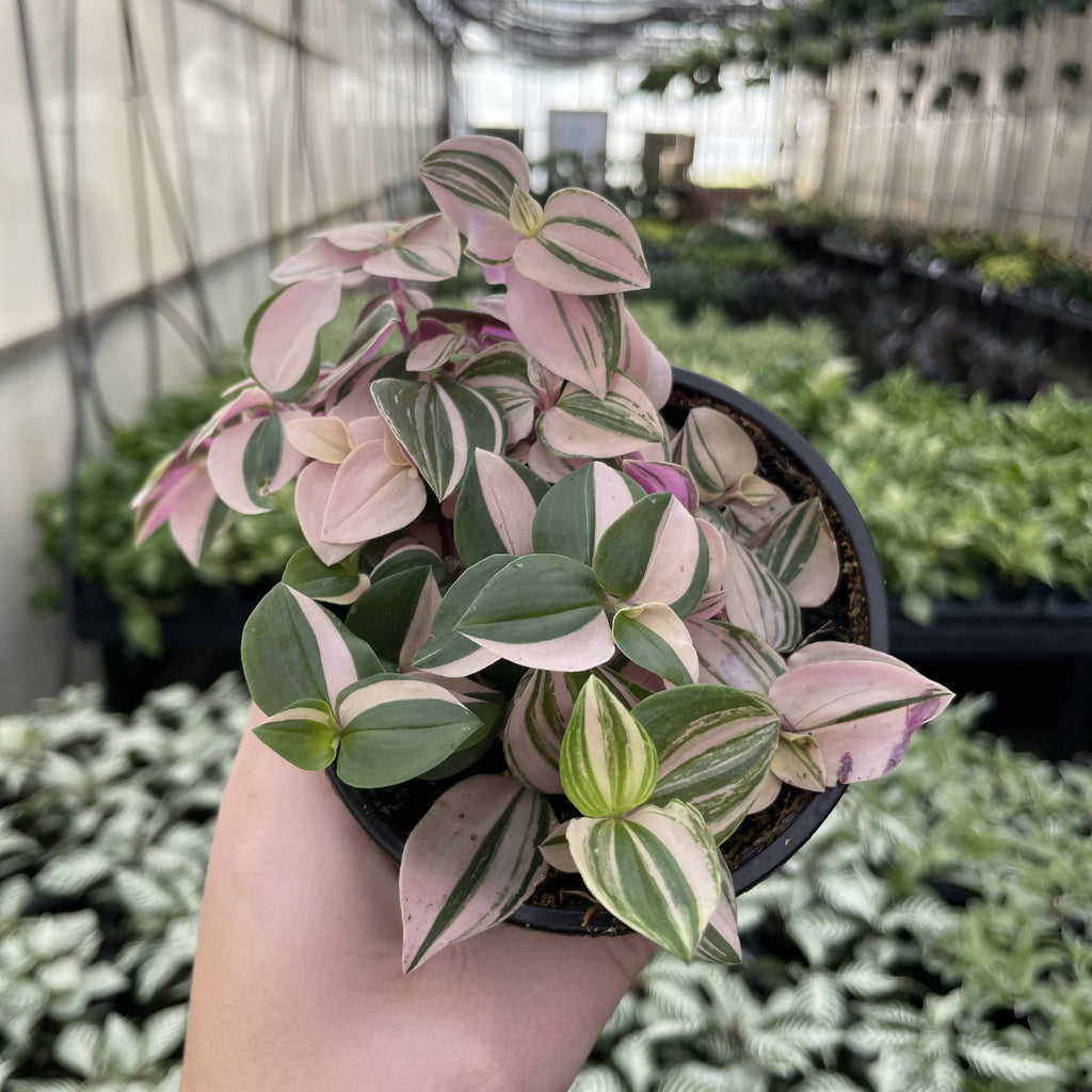 Tradescantia Quadricolor 4"