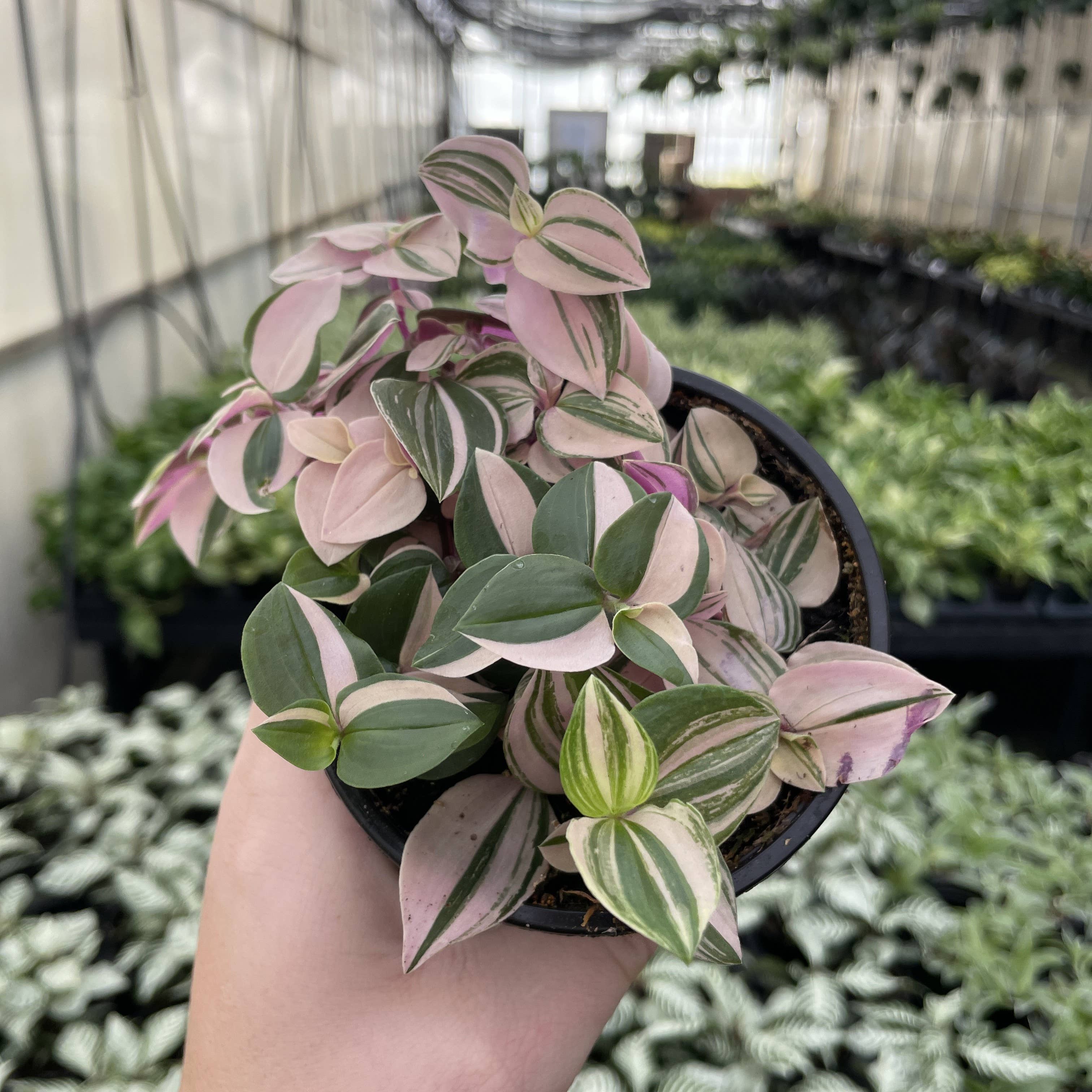 Tradescantia Quadricolor 4"