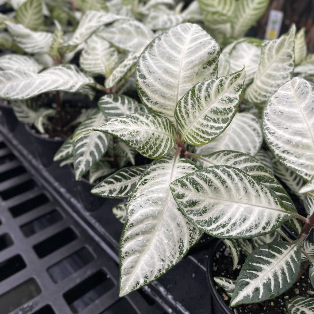 Snow White Zebra Plant 4"