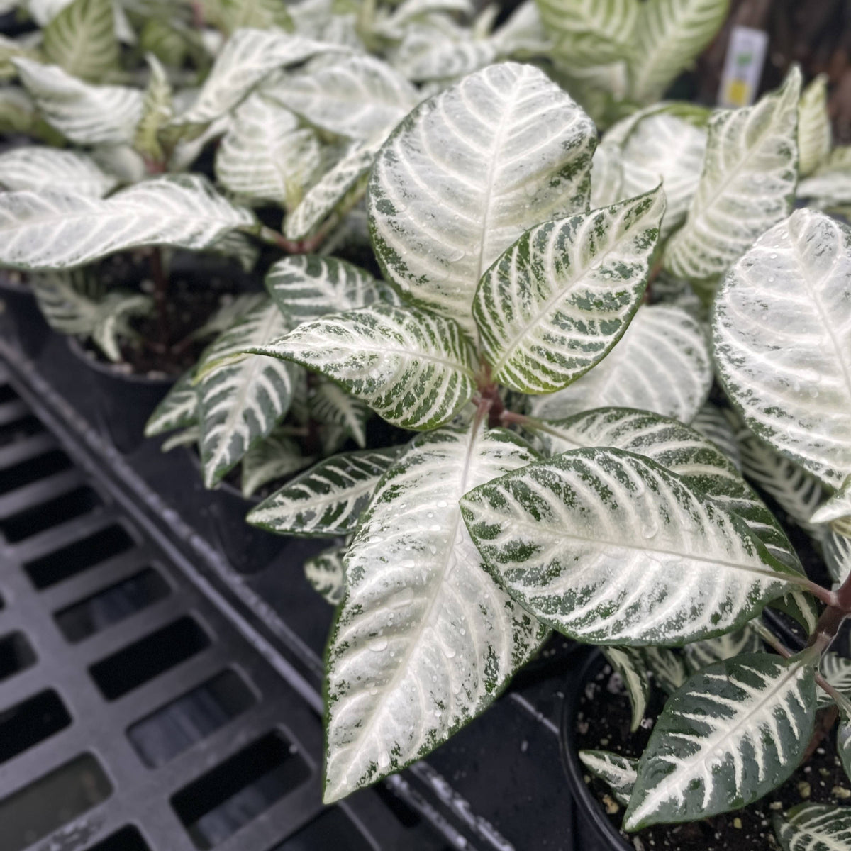 Snow White Zebra Plant 4"