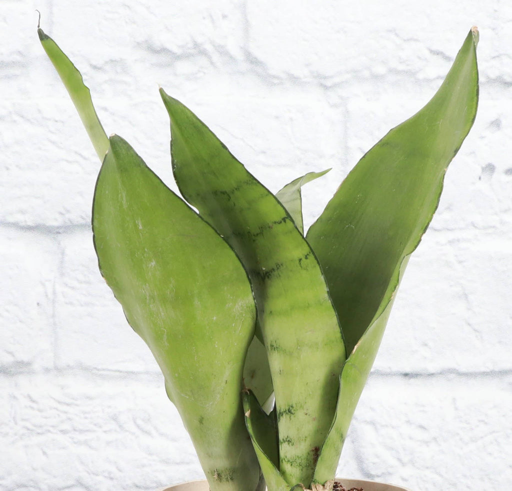 Moonshine Snake Plant 4"