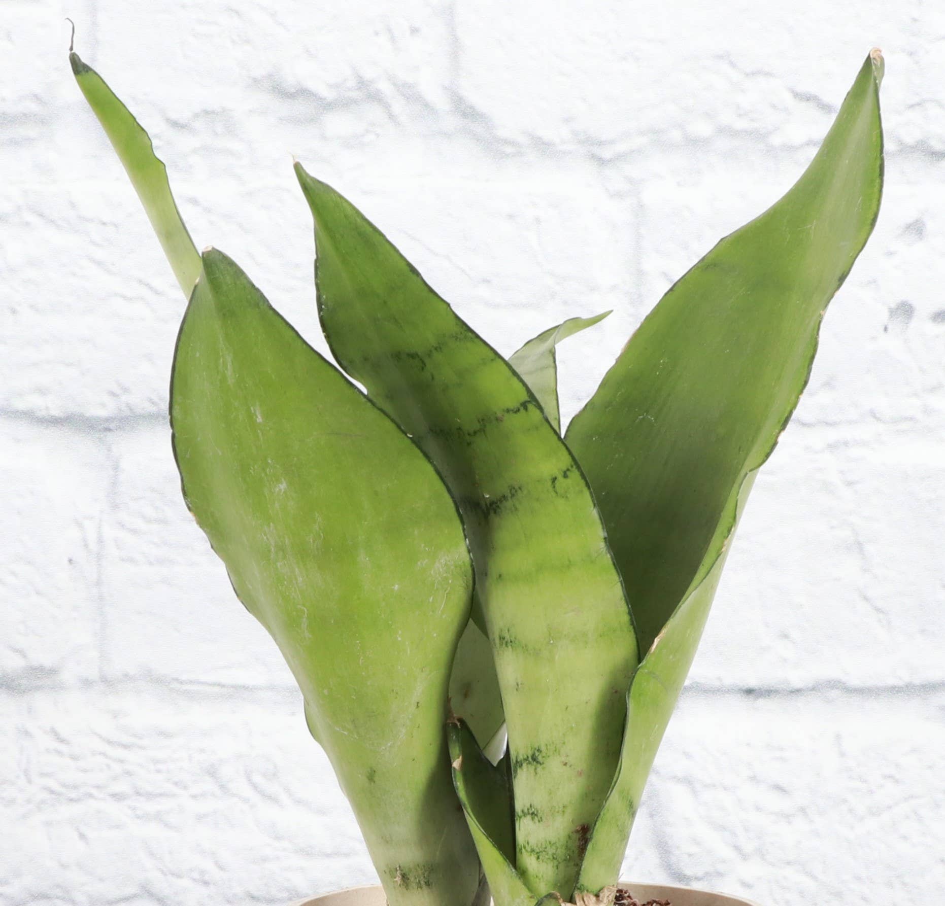 Moonshine Snake Plant 4"