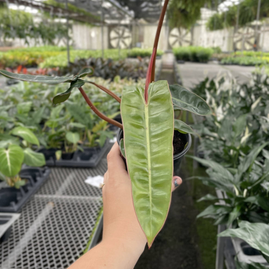 Philodendron Billietiae 4"