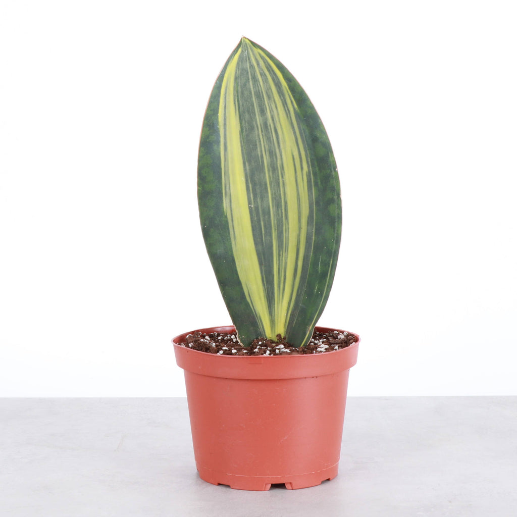 Var Whale Fin Snake Plant