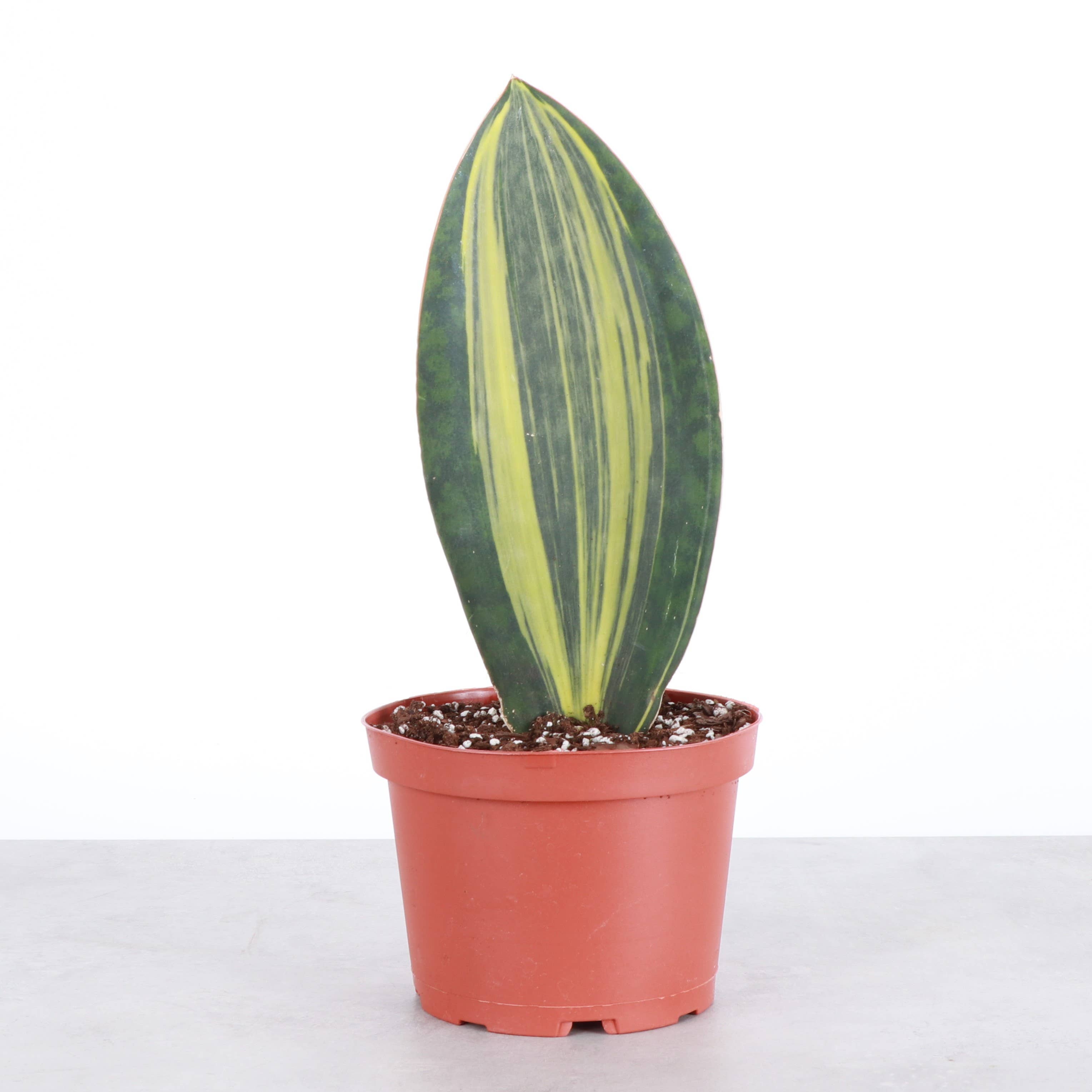 Var Whale Fin Snake Plant