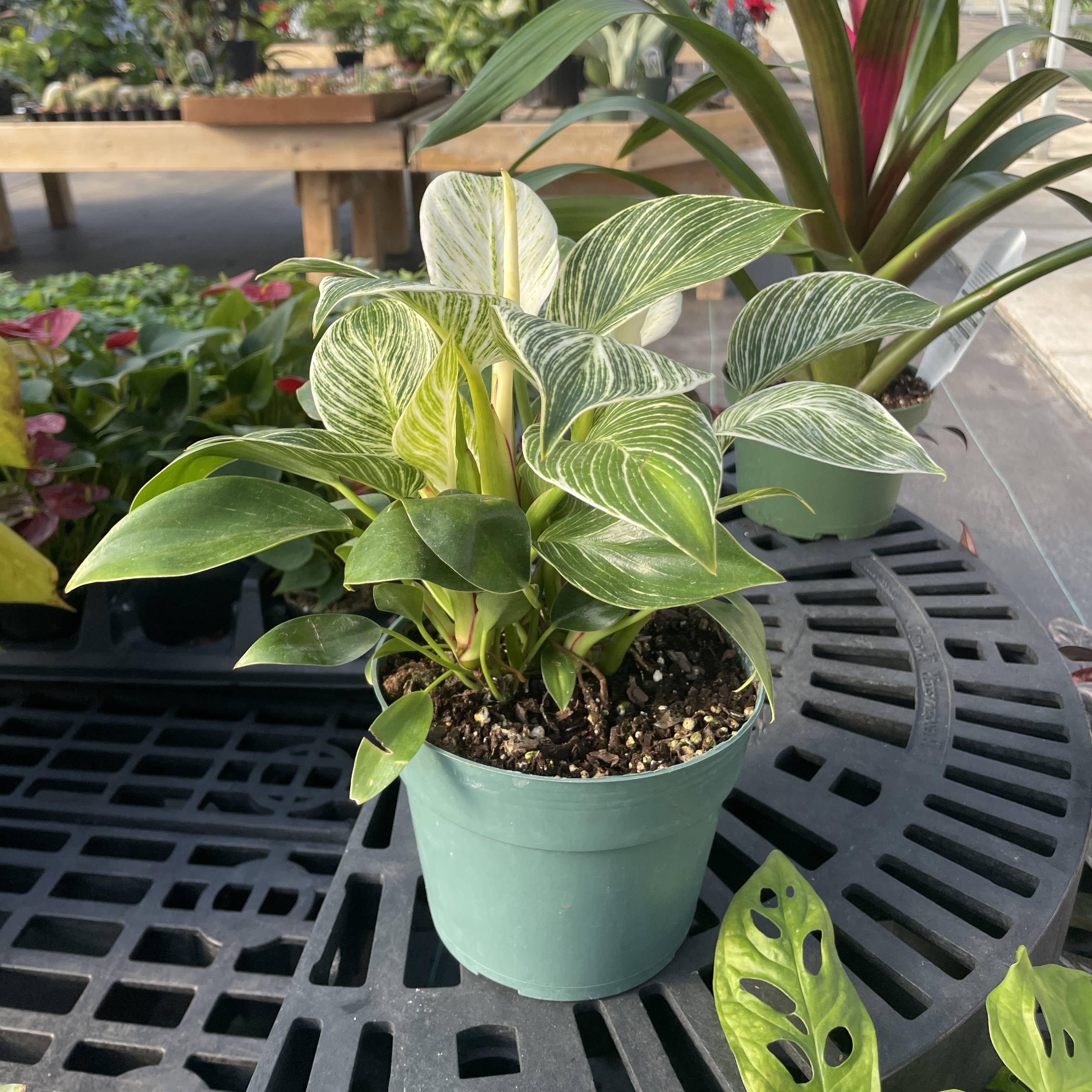 Philodendron Birkin 4"