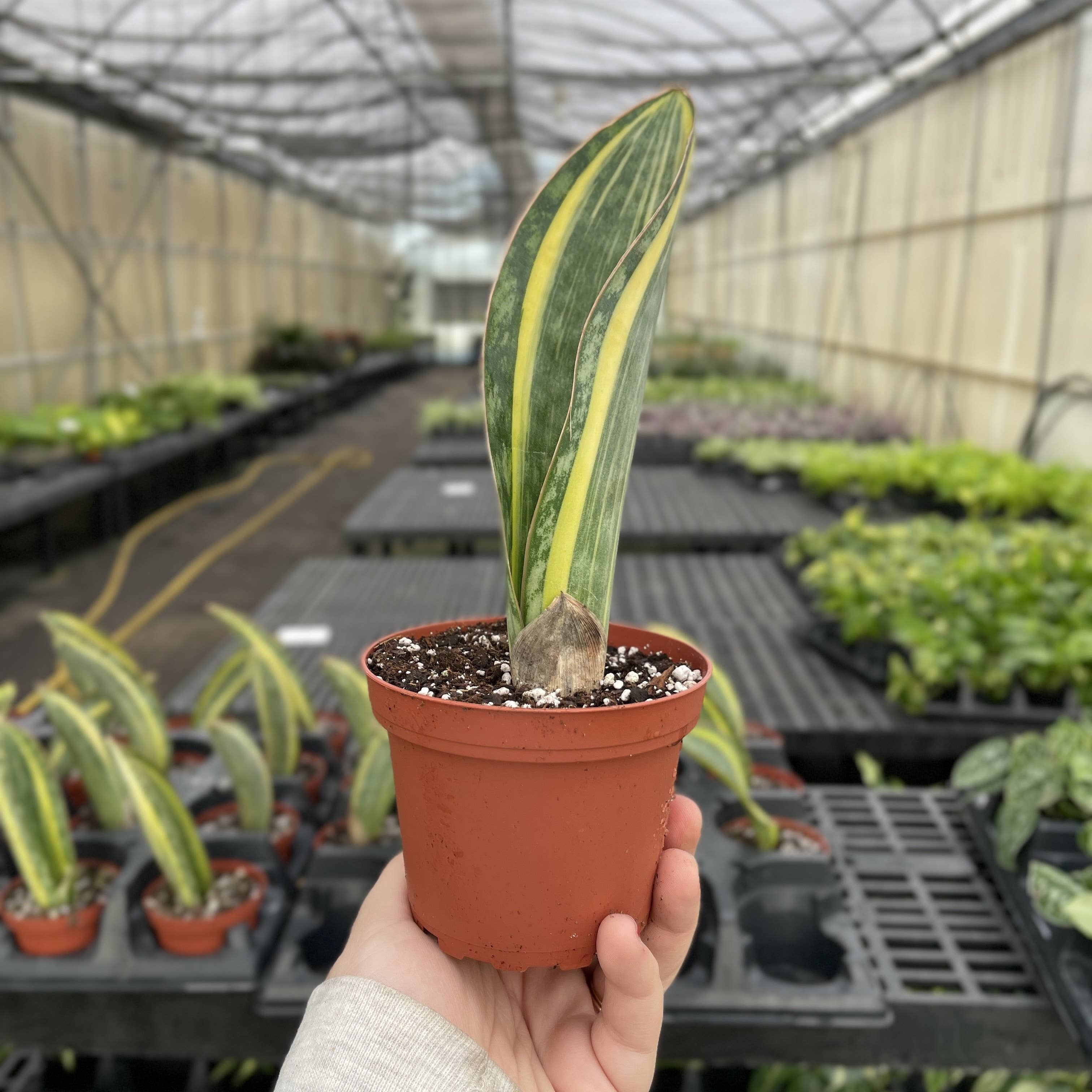 Var Whale Fin Snake Plant