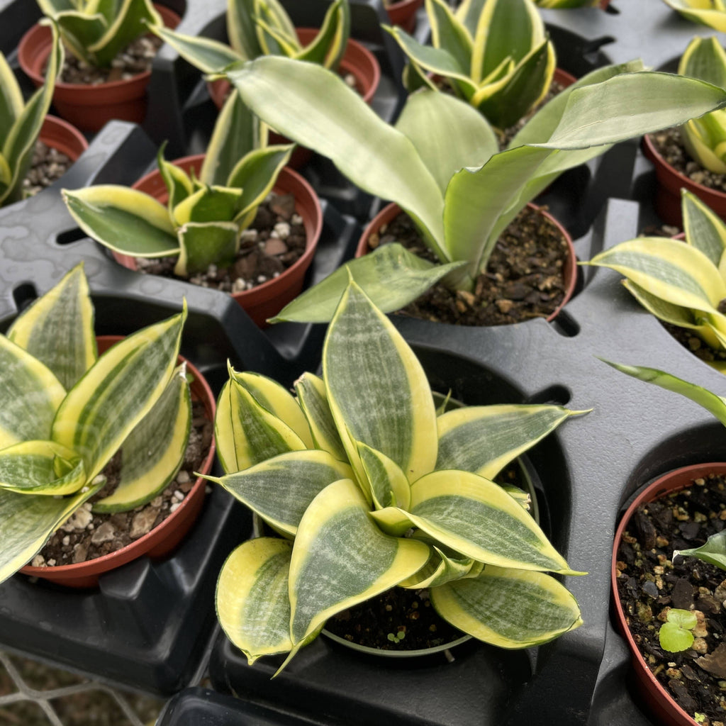Bird's Nest Snake Plant 3"
