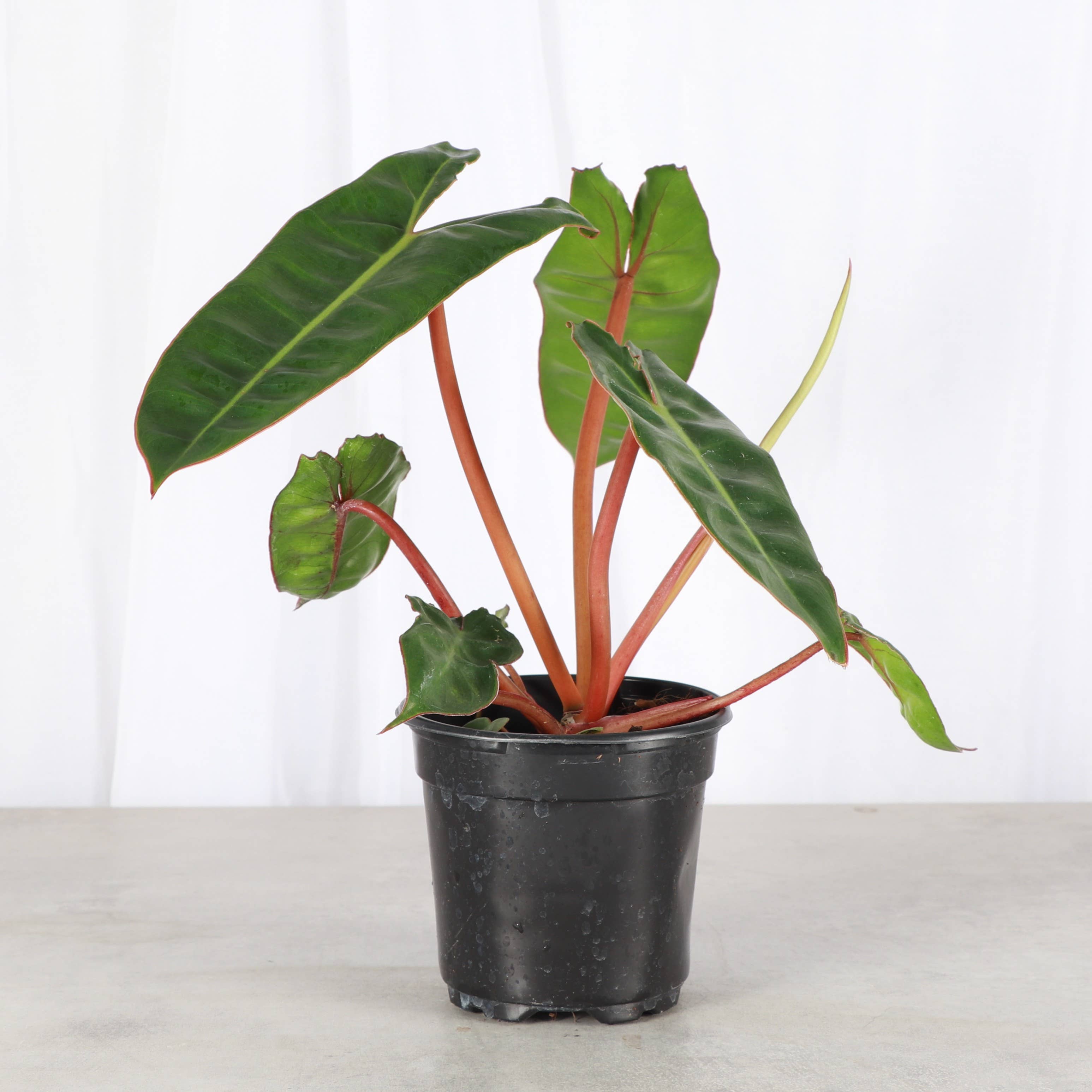 Philodendron Billietiae 4"