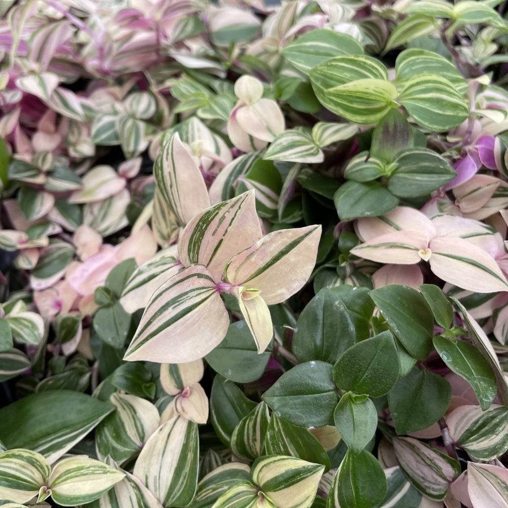 Tradescantia Quadricolor 4"