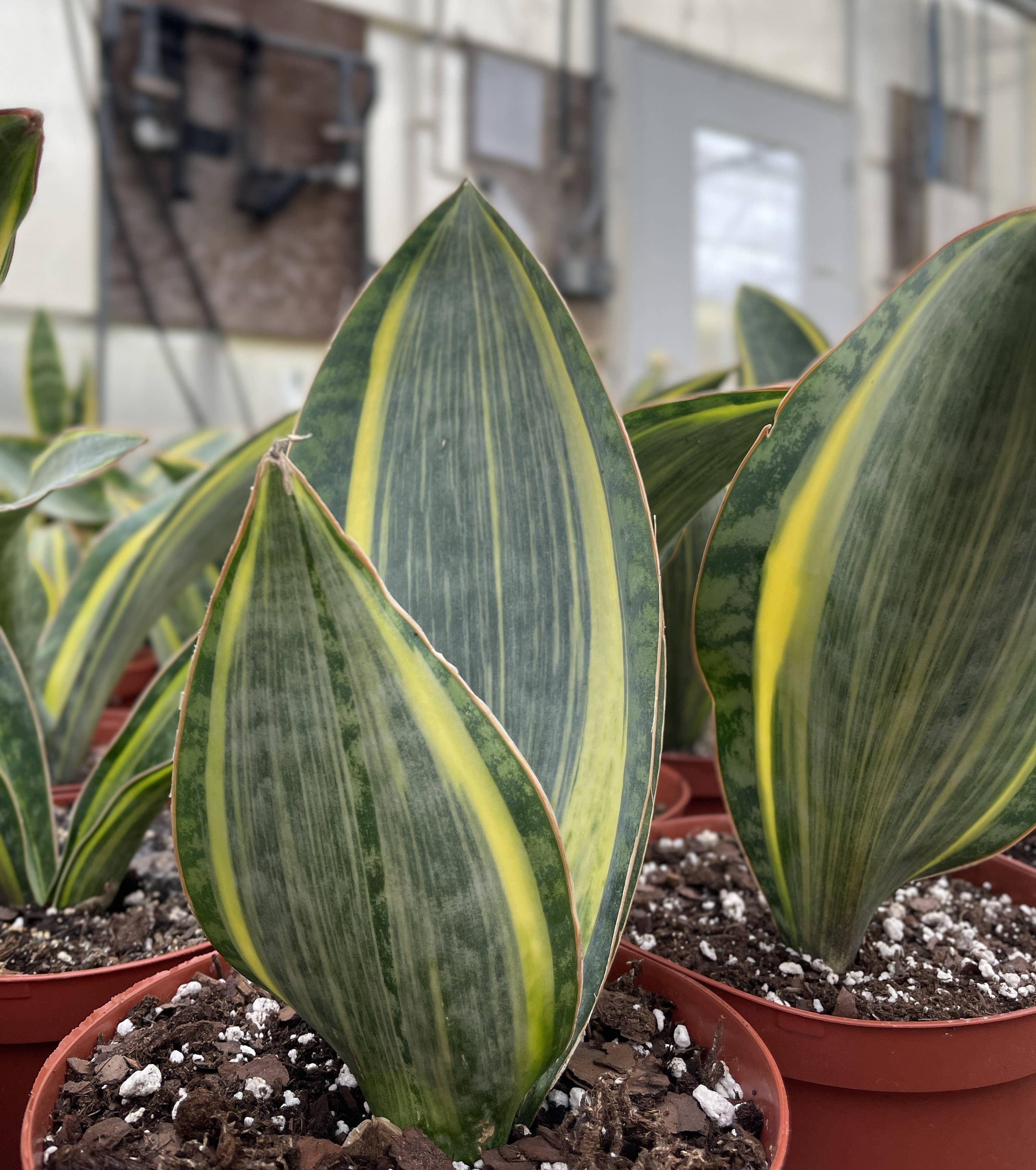 Var Whale Fin Snake Plant