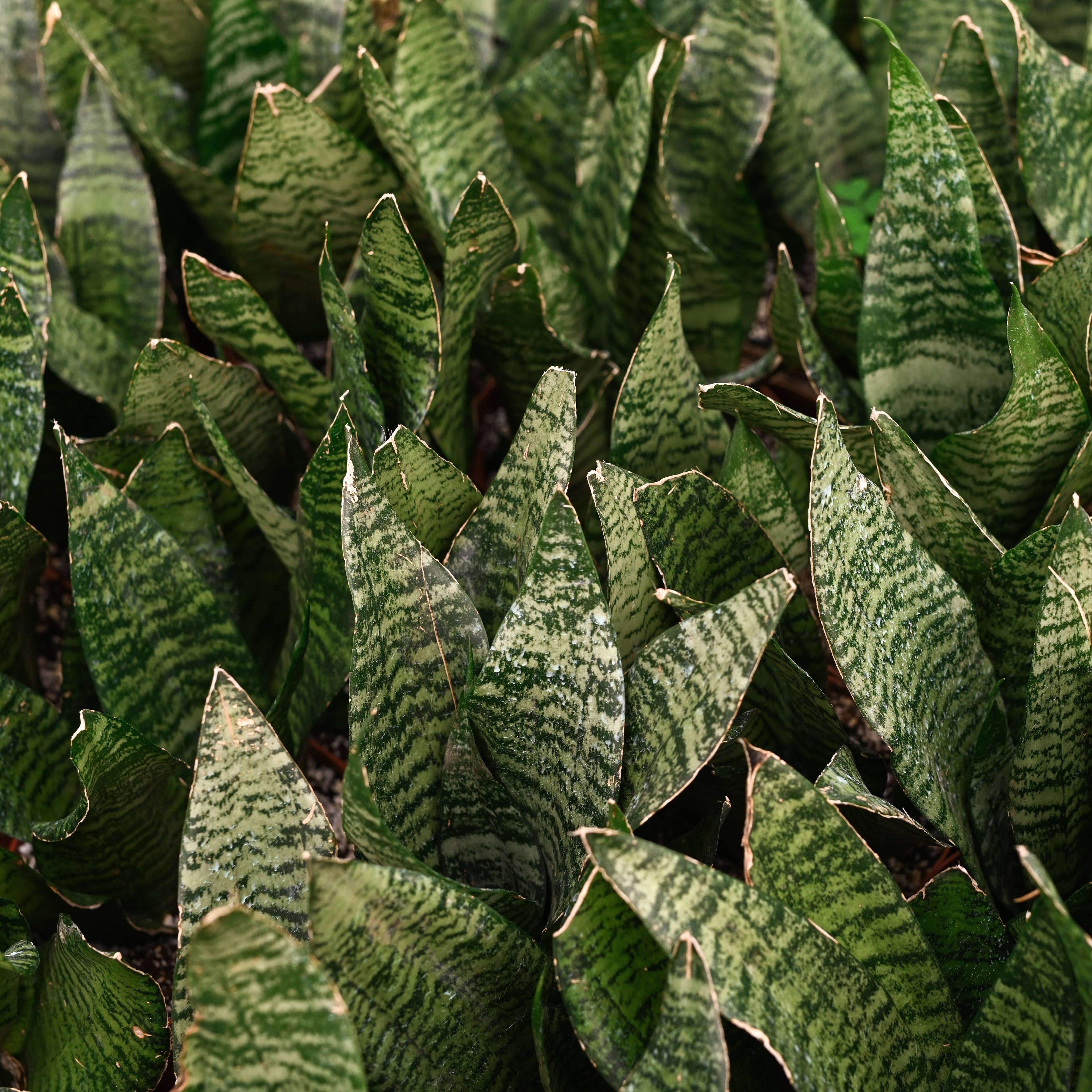 Snake 'Zeylancia',Plant 4"