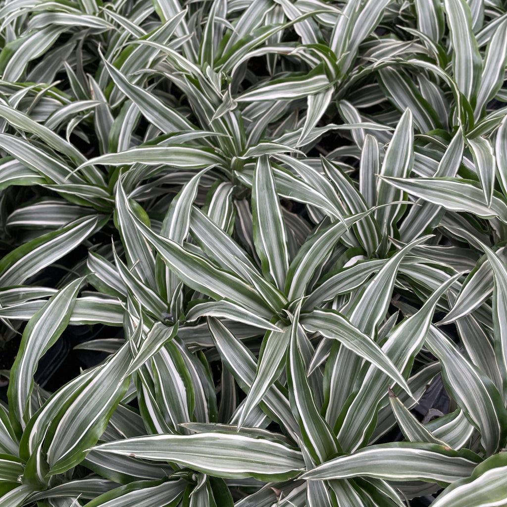 White Striped Warneckii Dracaena 3"