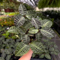 Seersucker Plant 4"