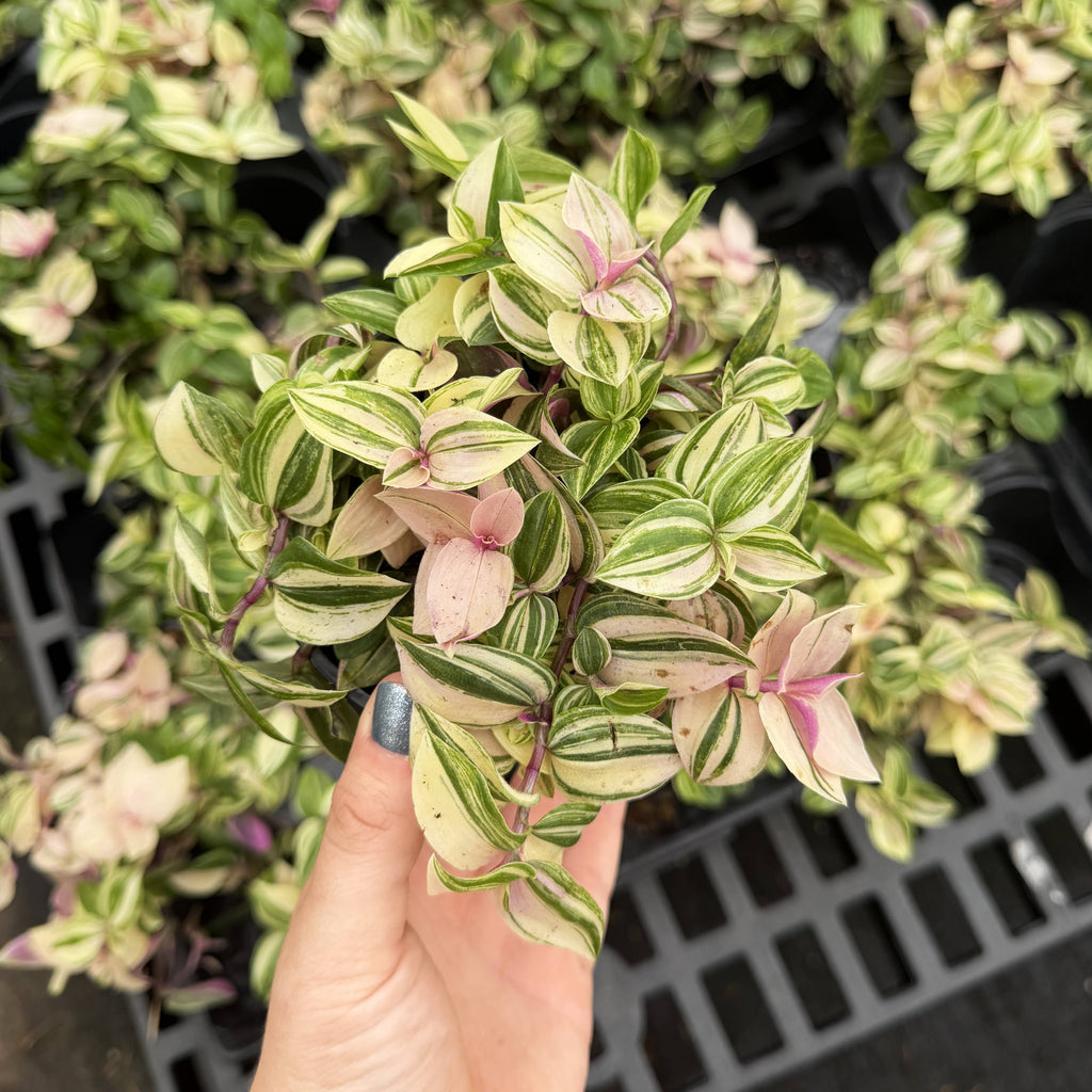 Tradescantia Quadricolor 4"