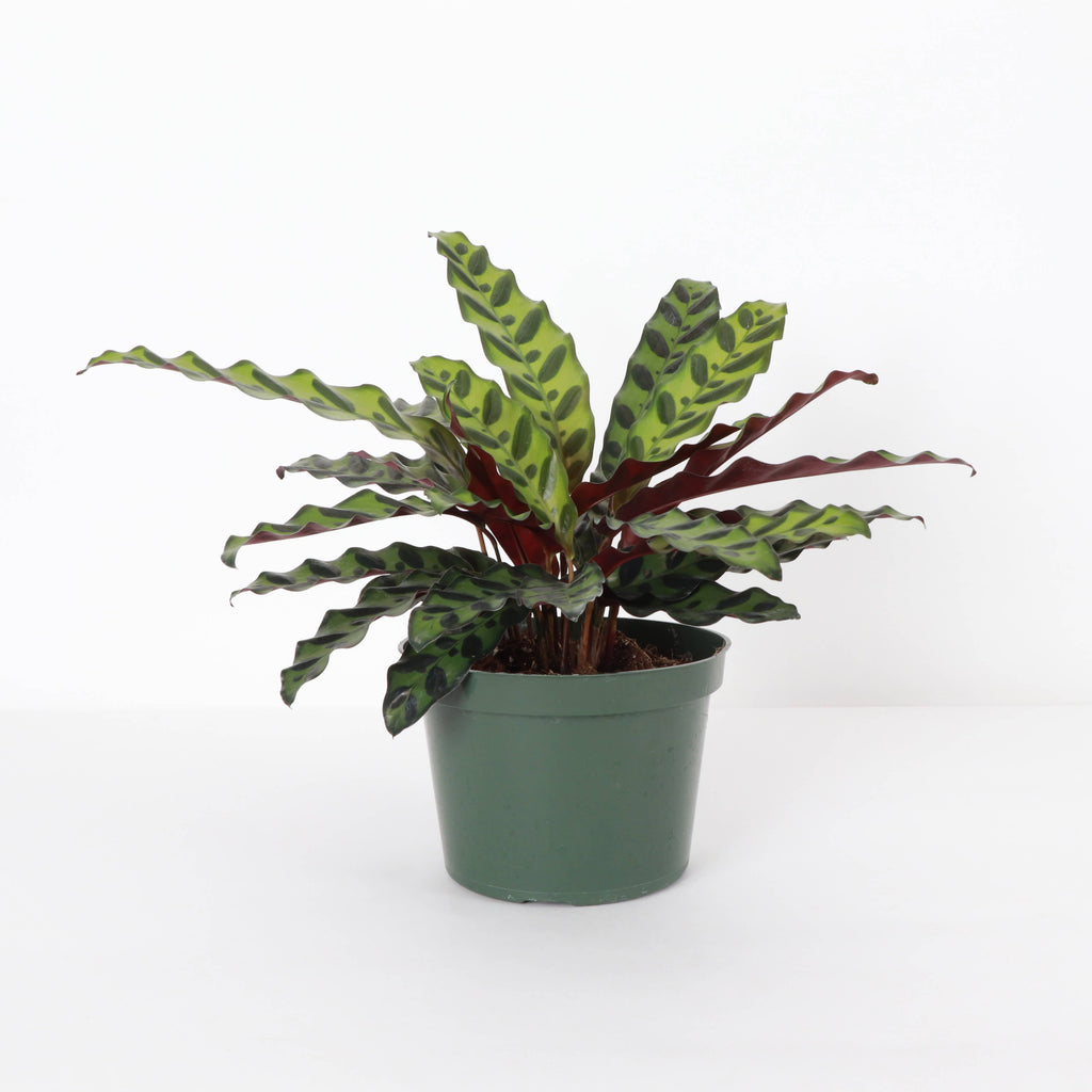 Calathea Rattlesnake 4"