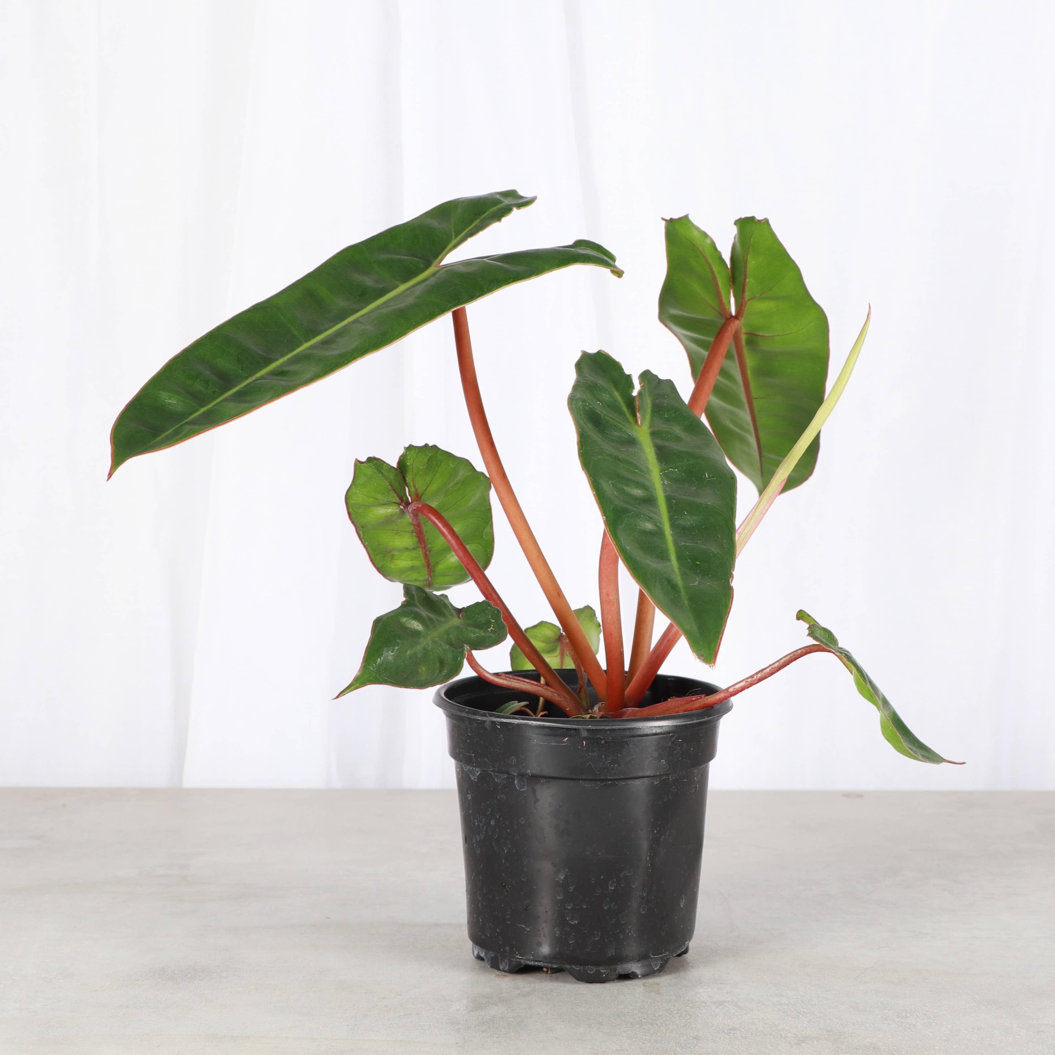 Philodendron Billietiae 4"