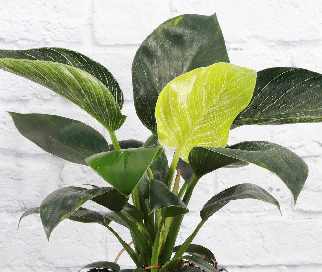 Philodendron Birkin 4"