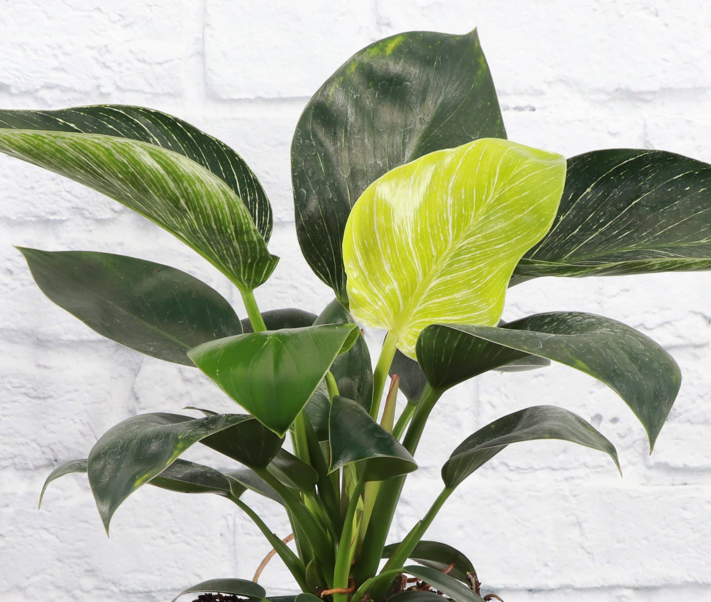 Philodendron Birkin 4"