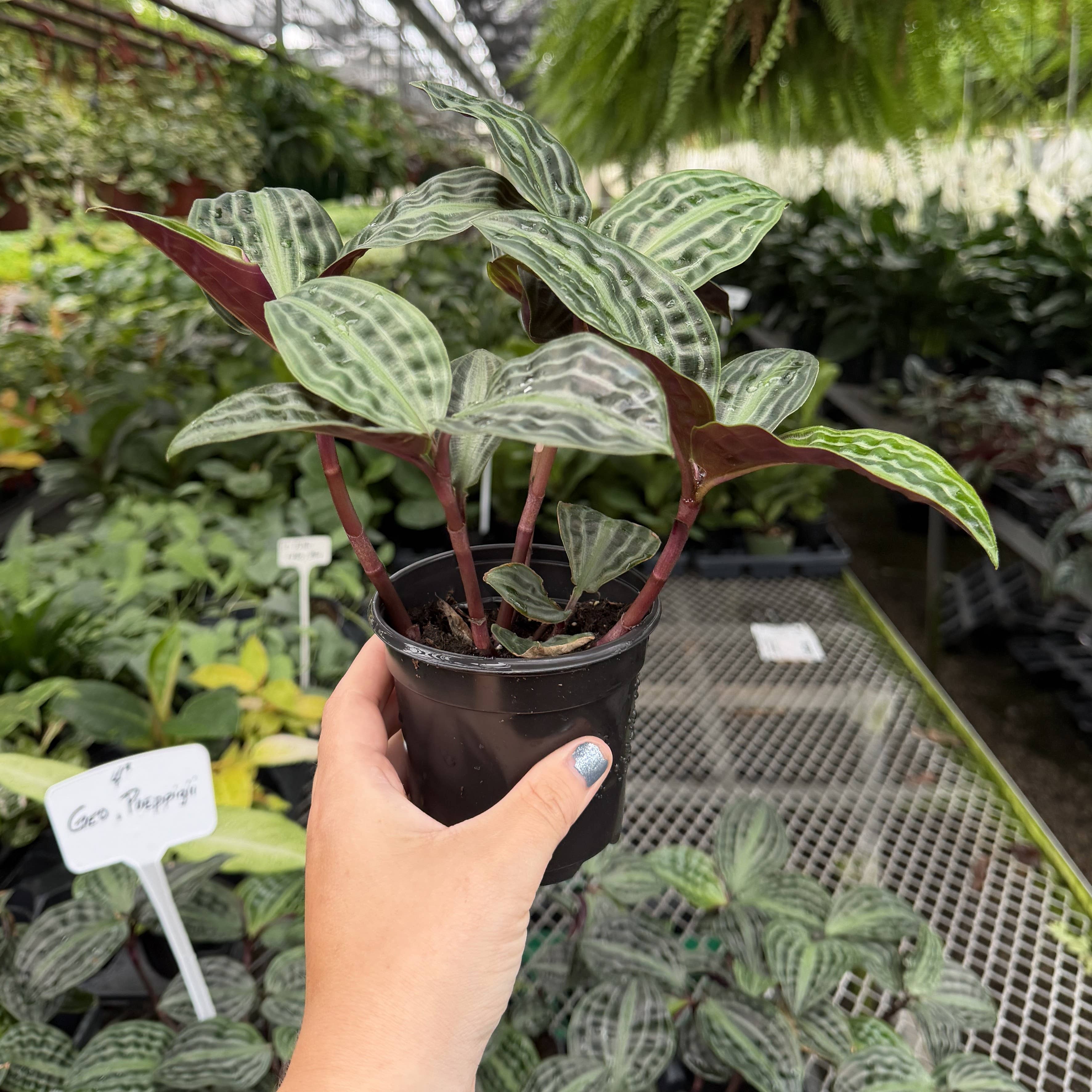 Seersucker Plant 4"