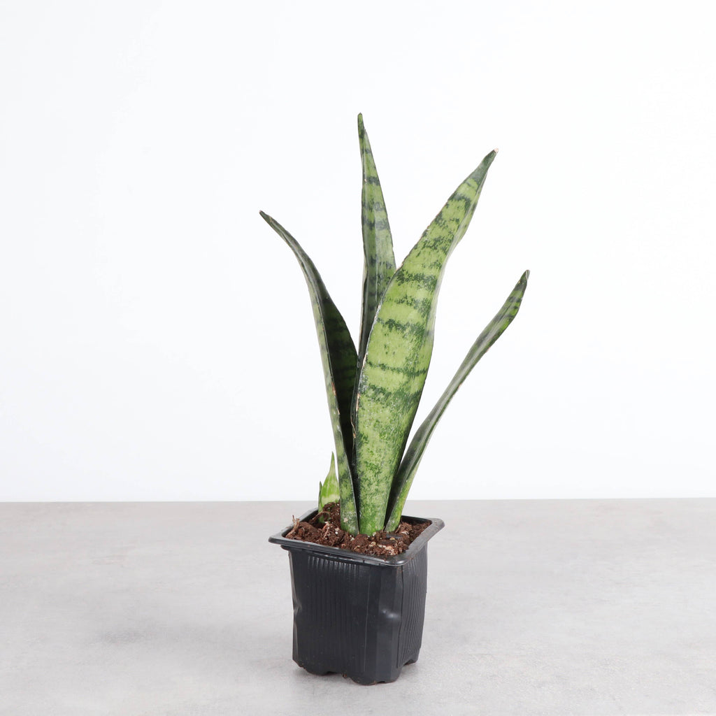 Snake 'Zeylancia',Plant 4"