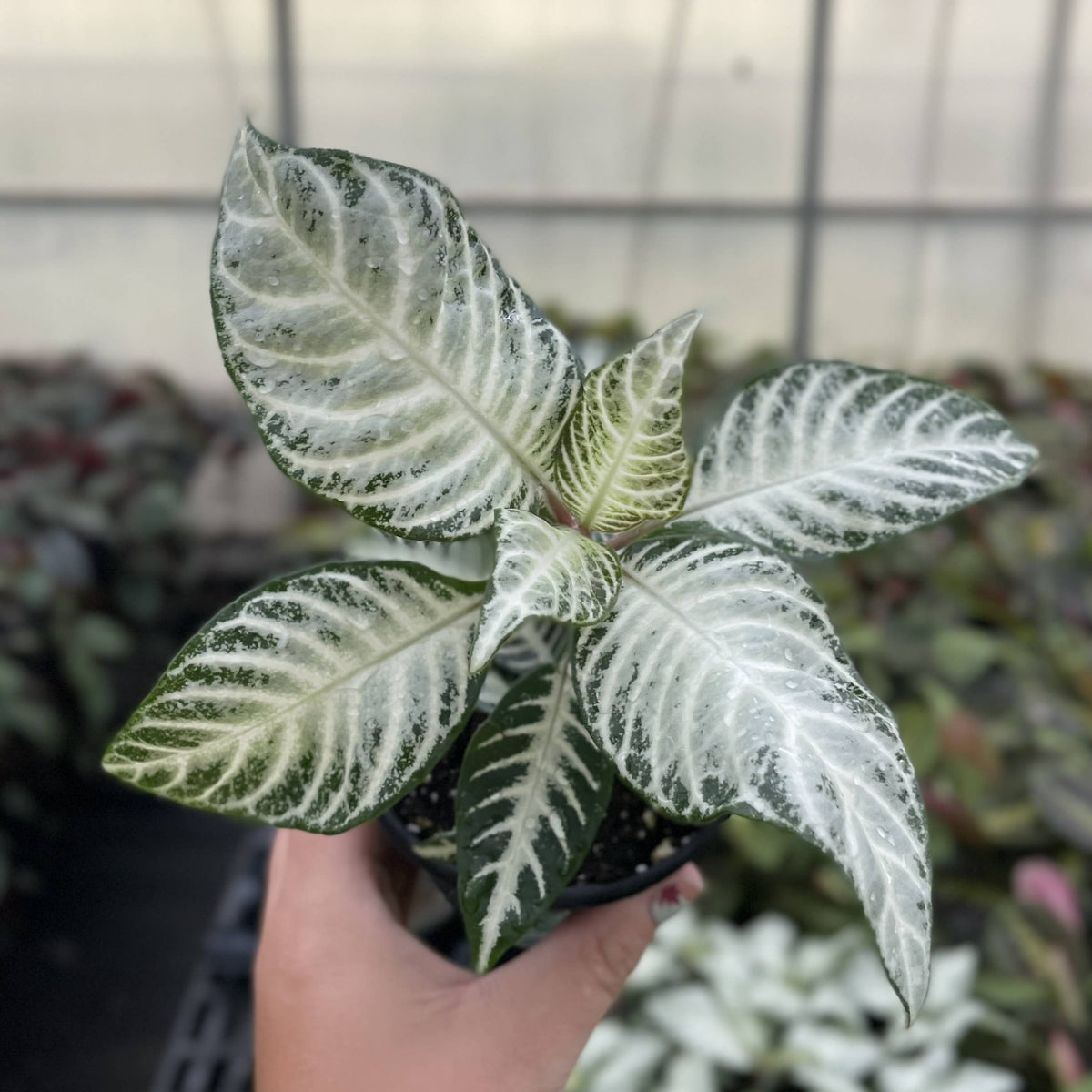 Snow White Zebra Plant 4"