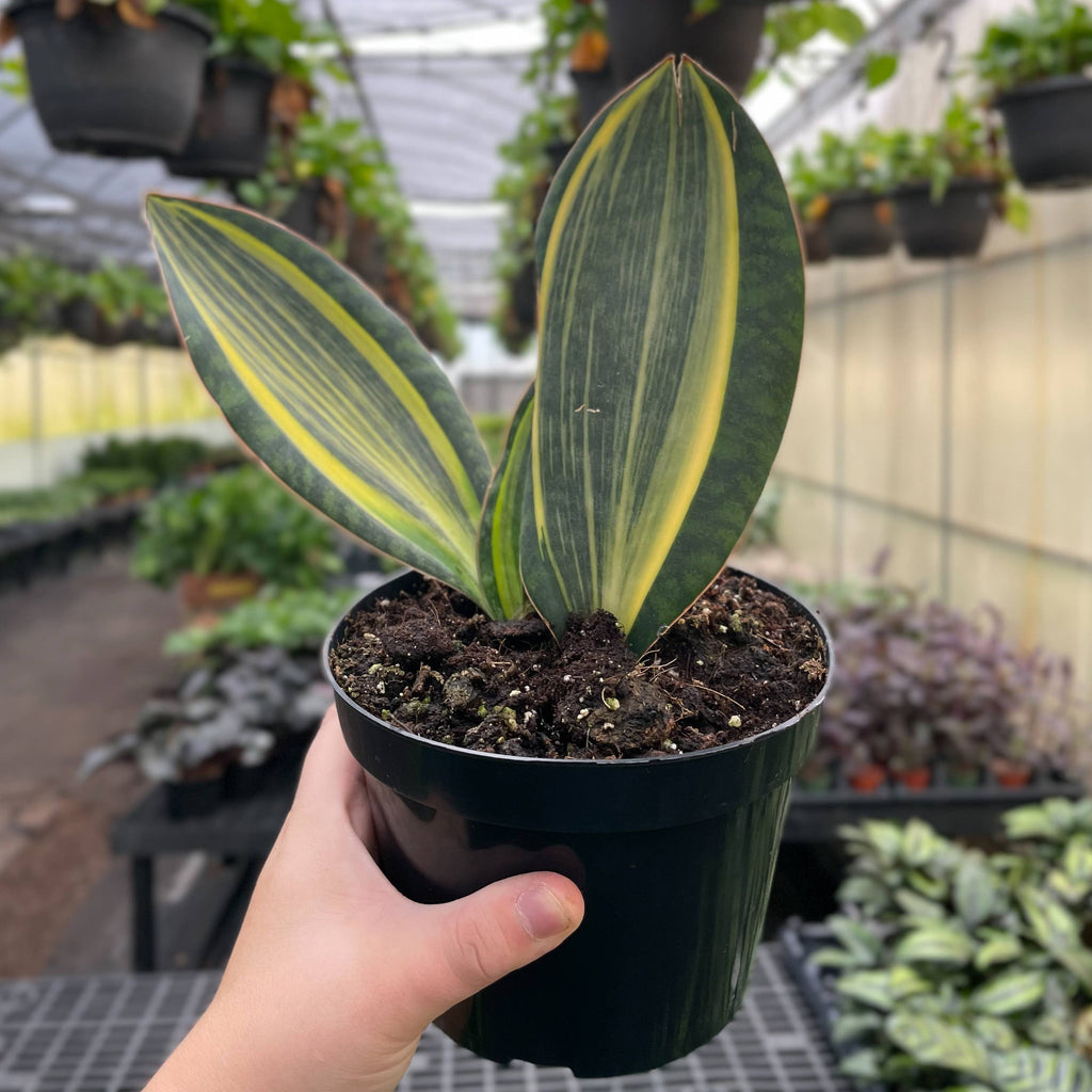 Var Whale Fin Snake Plant