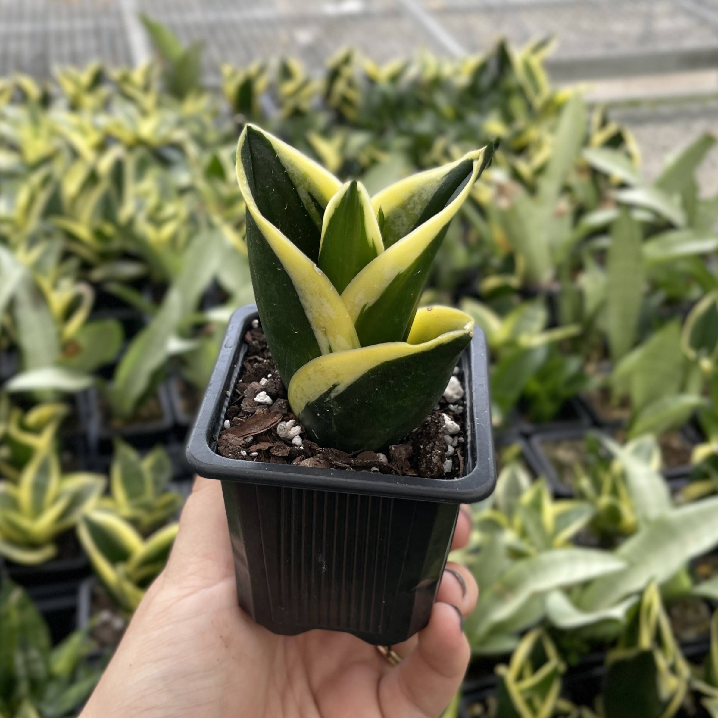 Bird's Nest Snake Plant 3"