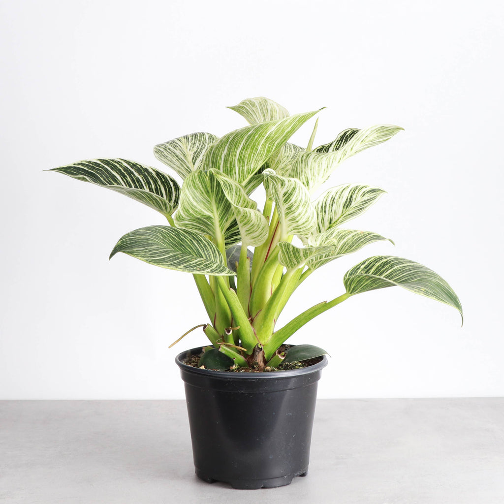 Philodendron Birkin 4"
