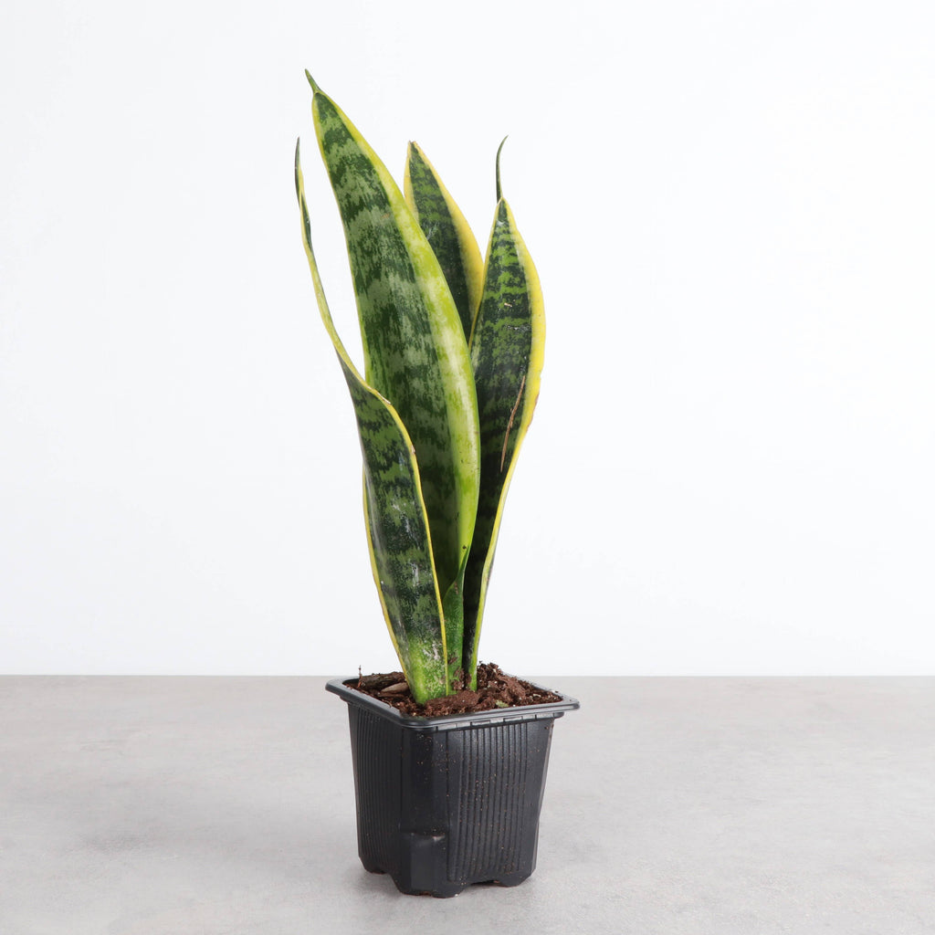 Snake 'Laurentii', Variegated 4"