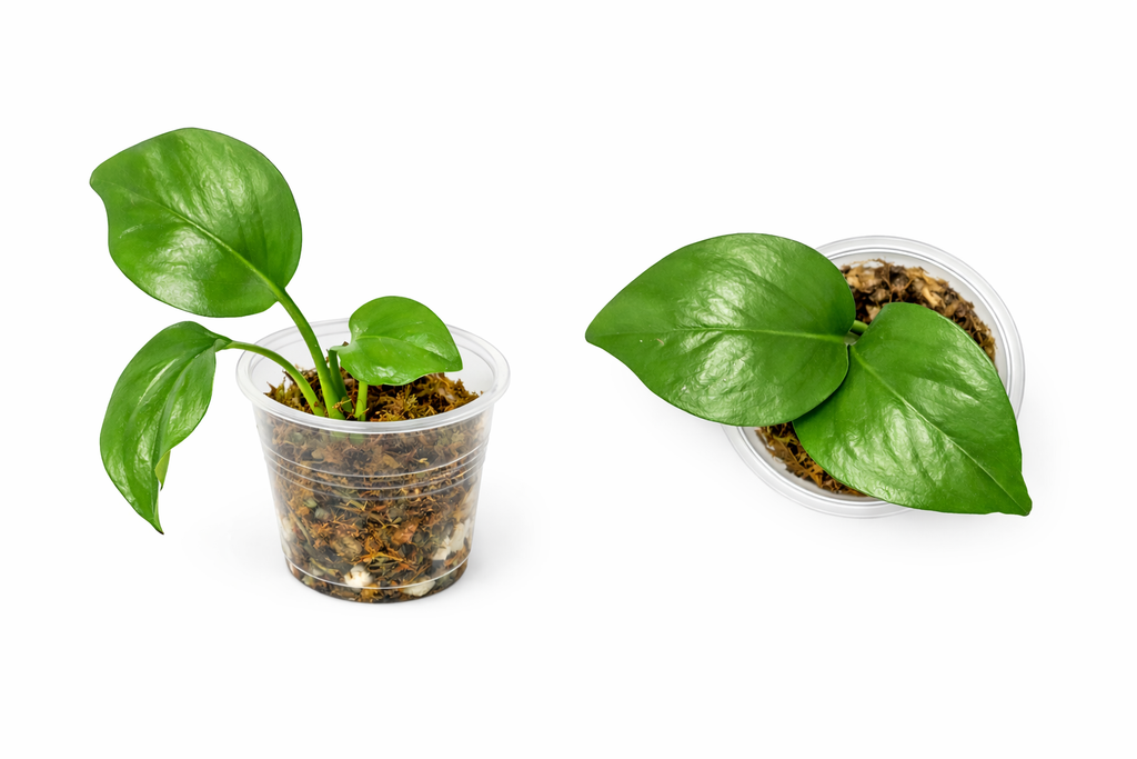 Golden Pothos Rooted