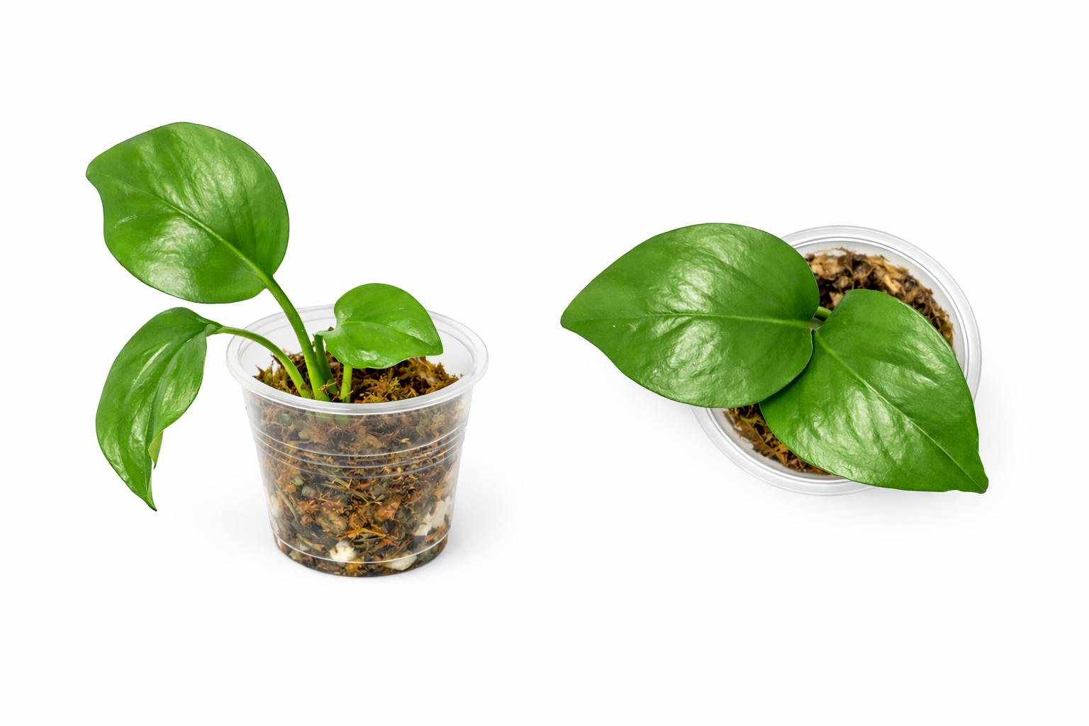 Golden Pothos Rooted