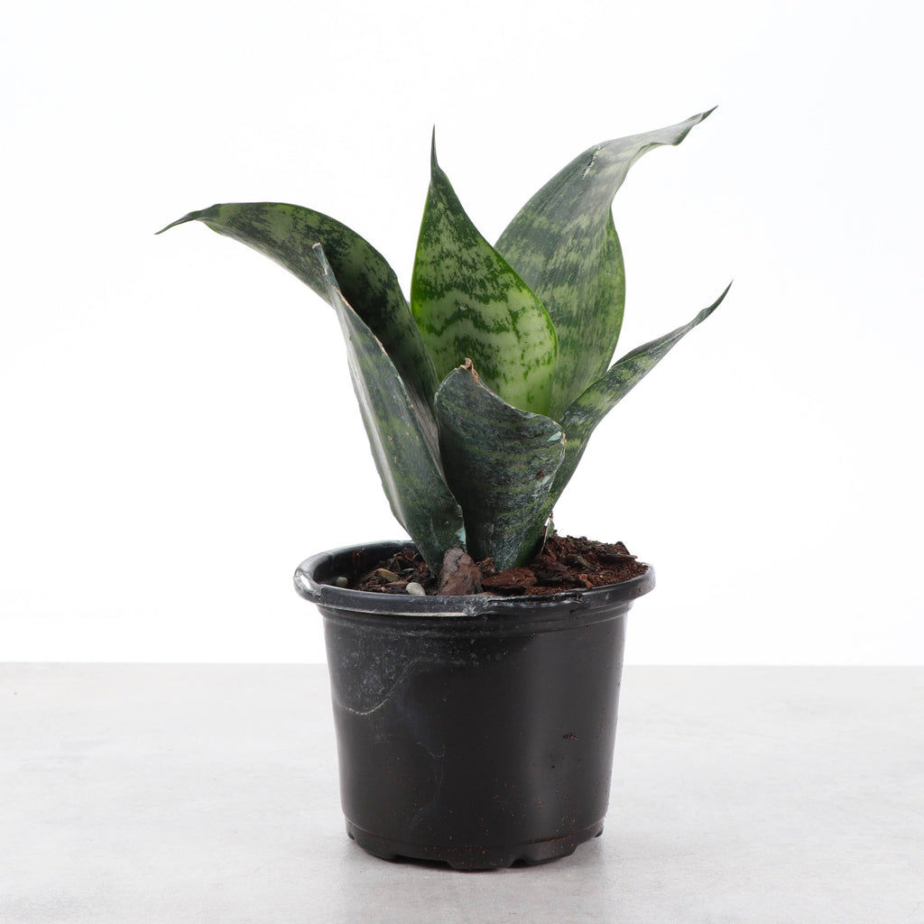 Snake 'Zeylancia',Plant 4"