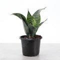 Snake 'Zeylancia',Plant 4"