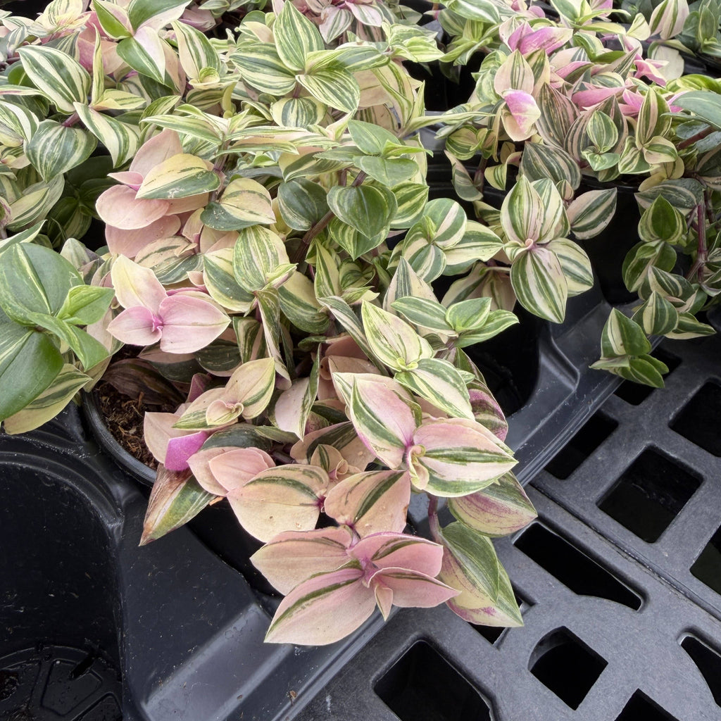 Tradescantia Quadricolor 4"