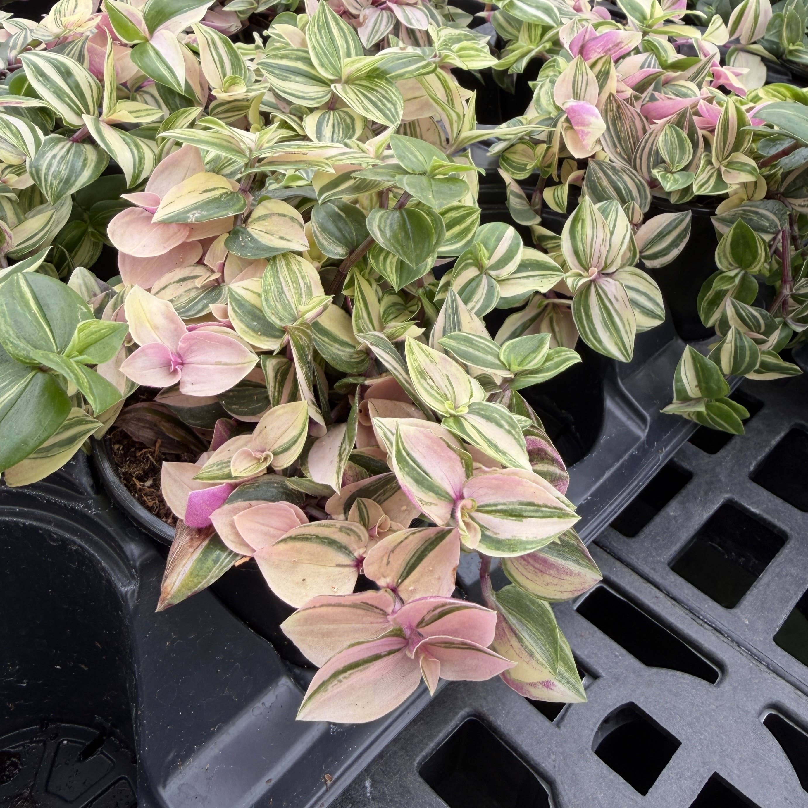 Tradescantia Quadricolor 4"