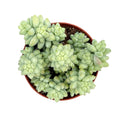 Donkey Tails 4"