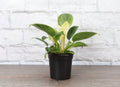 Philodendron Birkin 4"