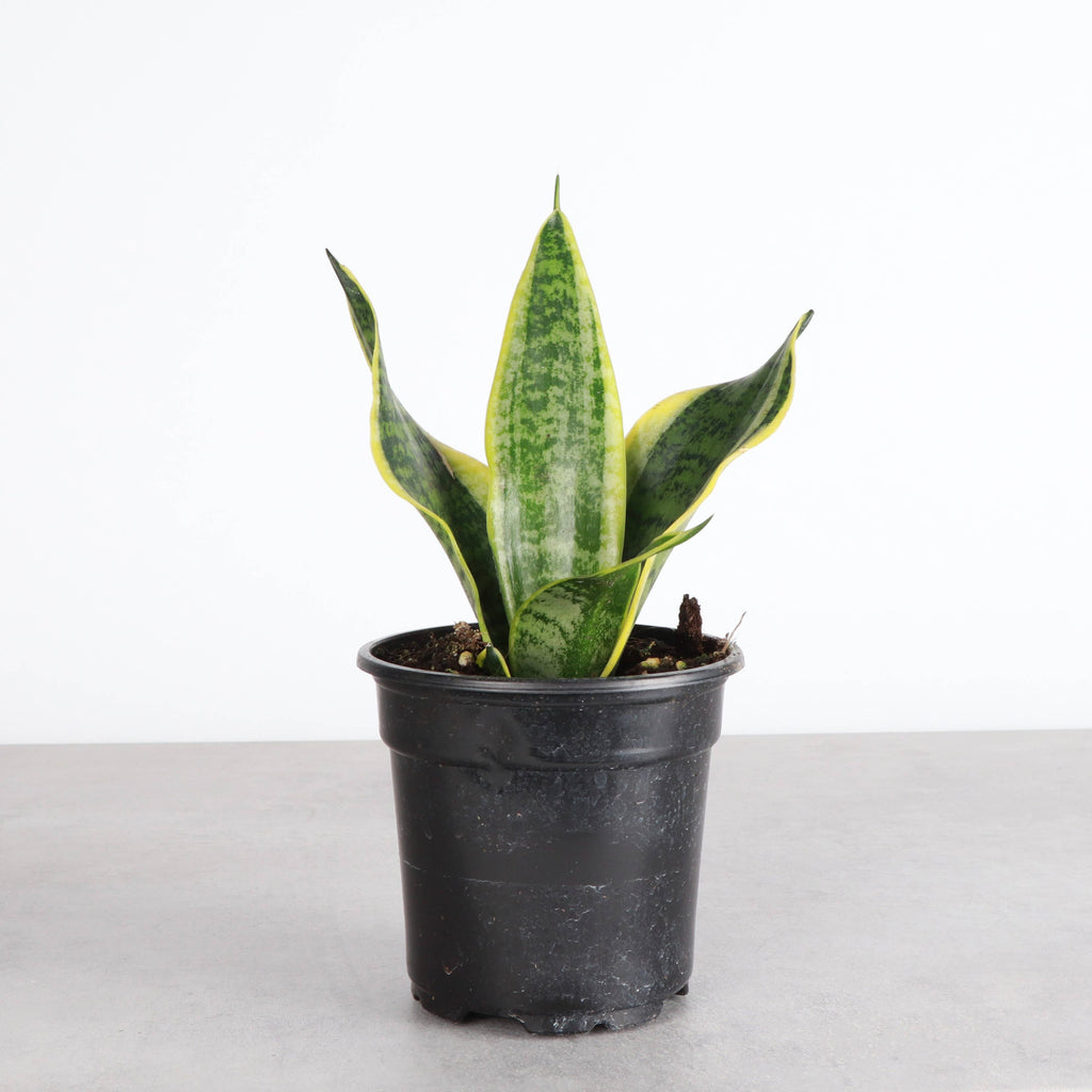 Snake 'Laurentii', Variegated 4"