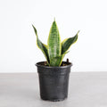 Snake 'Laurentii', Variegated 4"