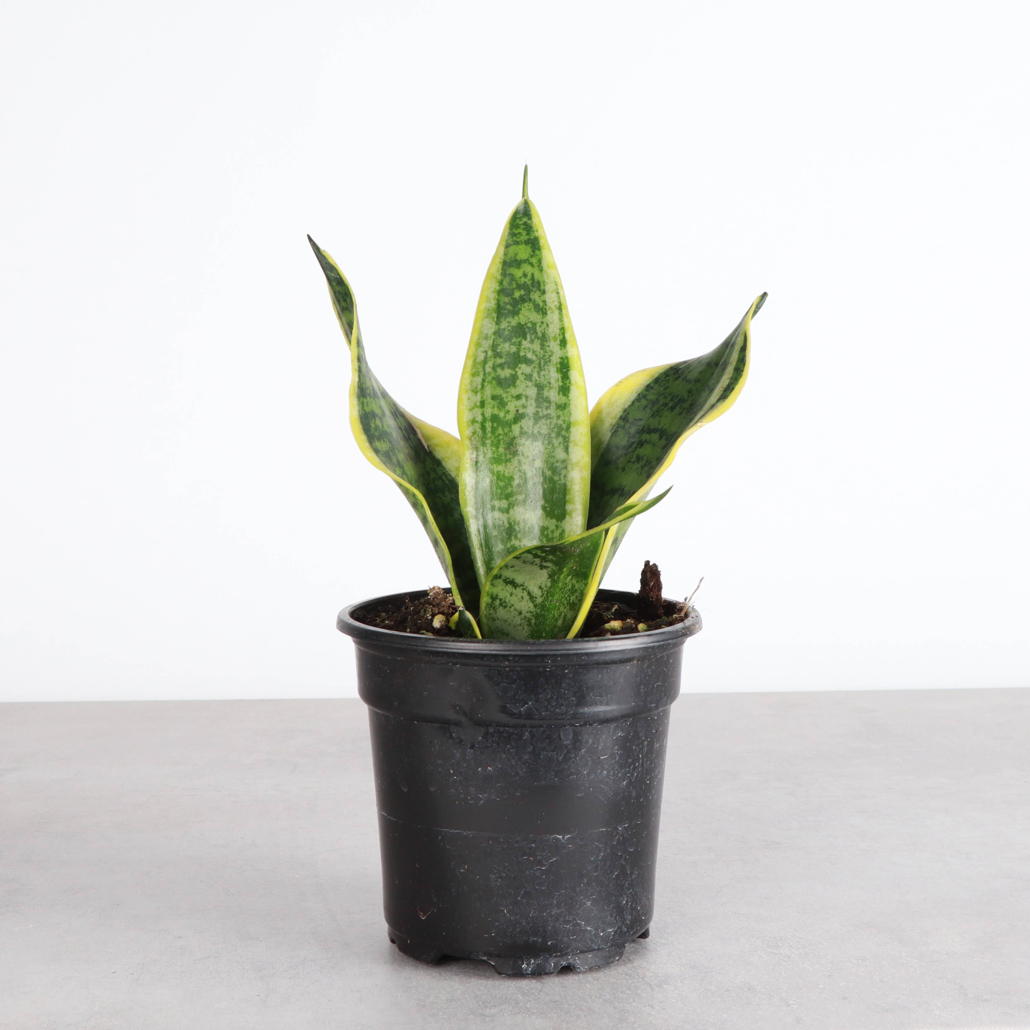 Snake 'Laurentii', Variegated 4"